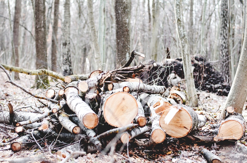 Woodpile