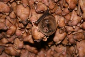 bat's nesting on ceiling