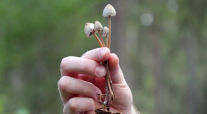 holding mushrooms