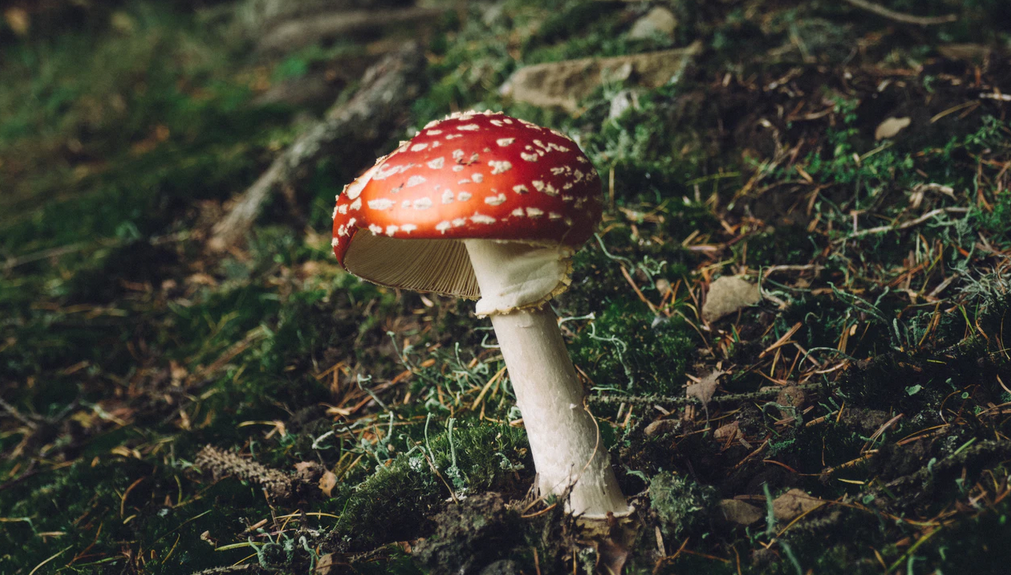 shroom
