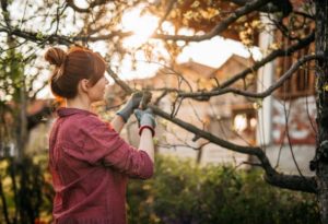 Pruning