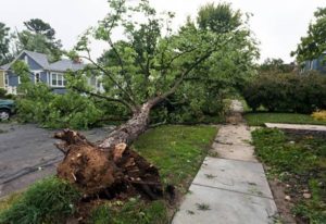 Uproot Trees