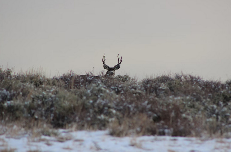 deer