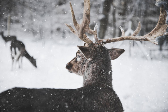 deer